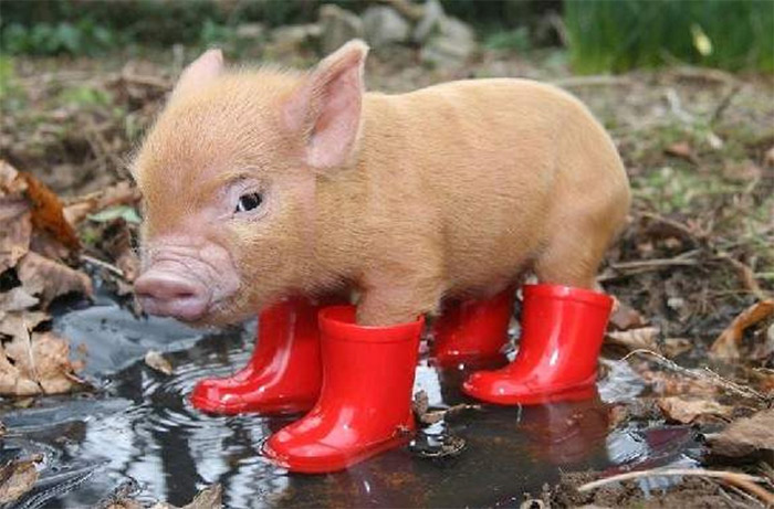 Pig Boots